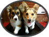 dogtreadmil